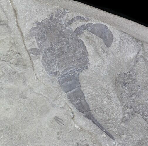 Eurypterus (Sea Scorpion) Fossil - New York #42791